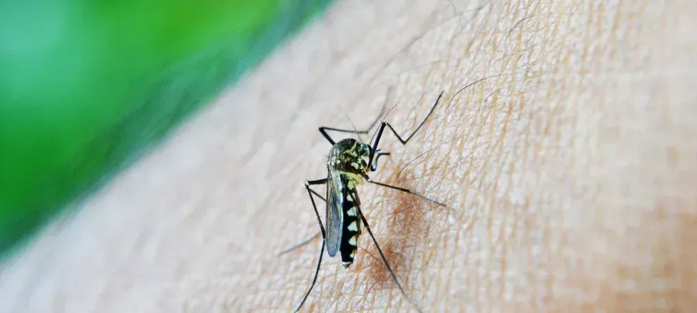mosquito landed on skin