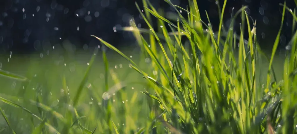 zoomed in photo of blades of grass