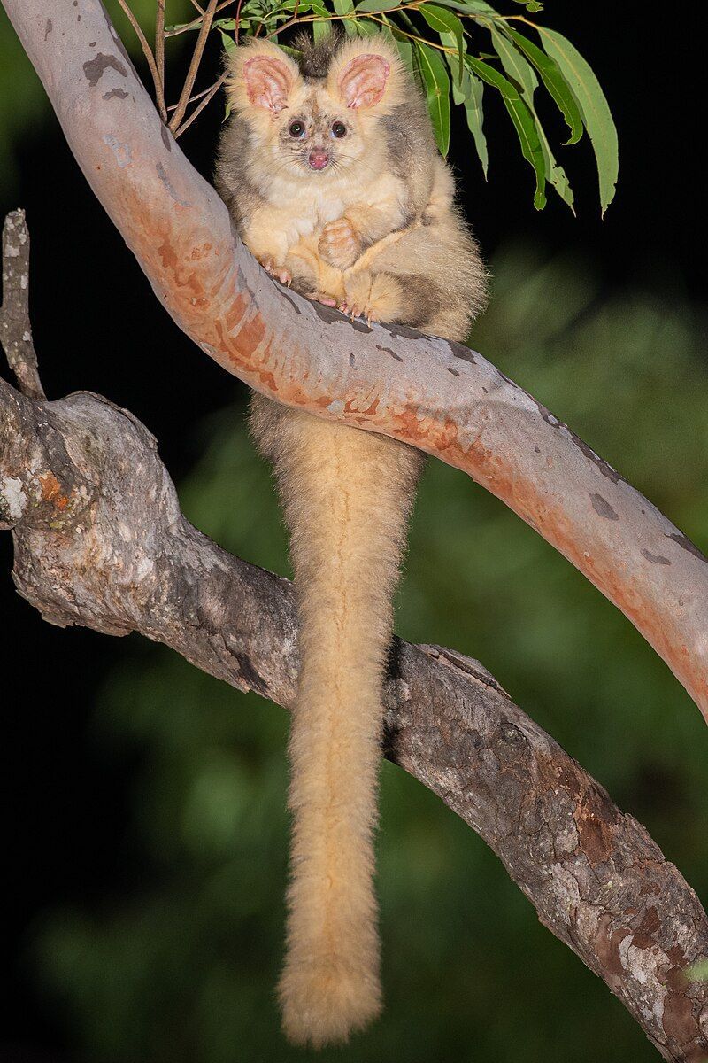 A small animal with a long tail is sitting on a tree branch