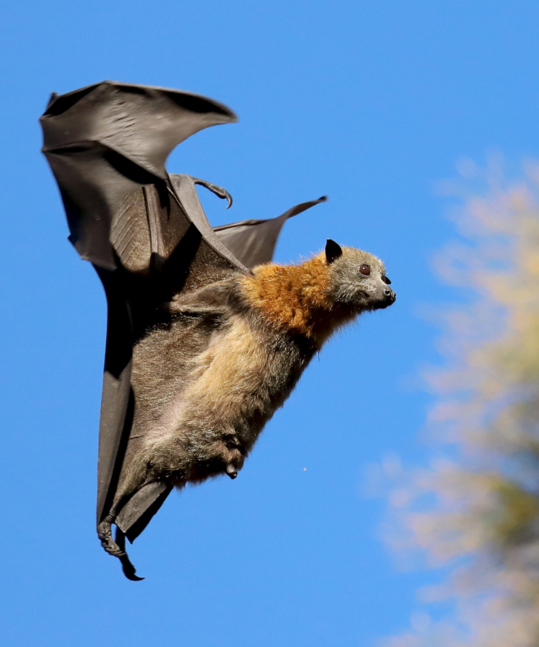 A bat is flying through a blue sky with its wings spread
