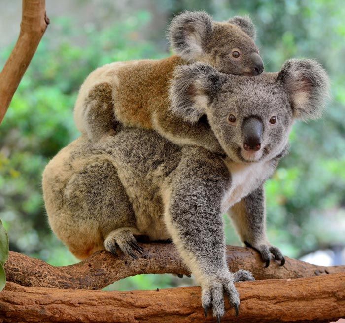 A koala bear is carrying a baby koala bear on its back.