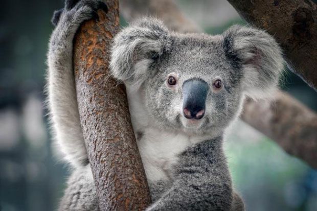 A koala bear is sitting on a tree branch looking at the camera.