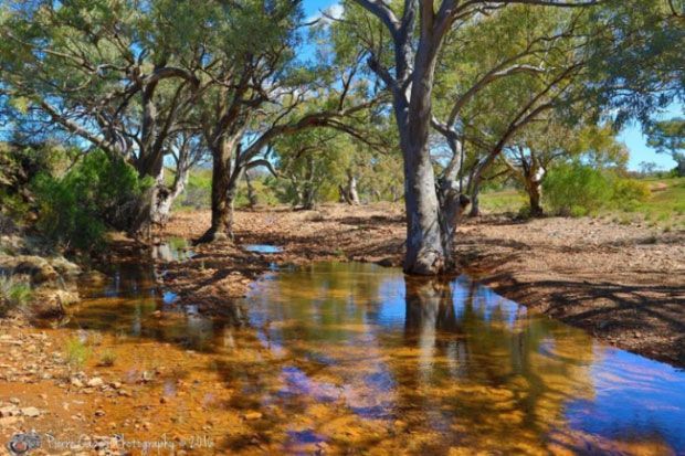 A puddle of water surrounded by trees in a forest