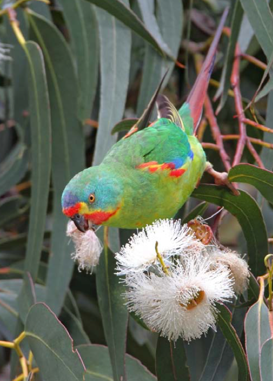 A colorful bird perched on a tree branch with a flower in its beak