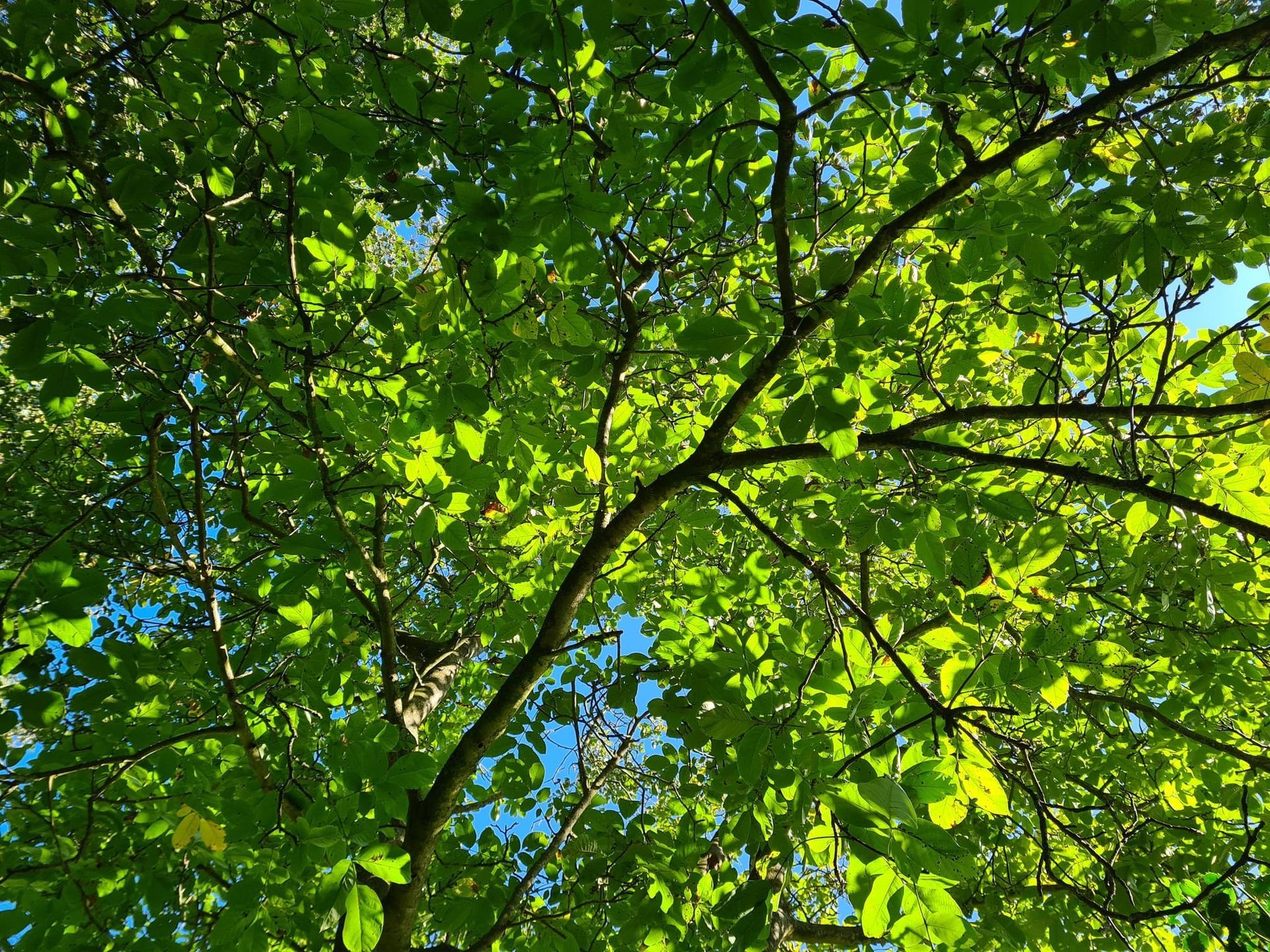 Kronendach im Sonnenlicht