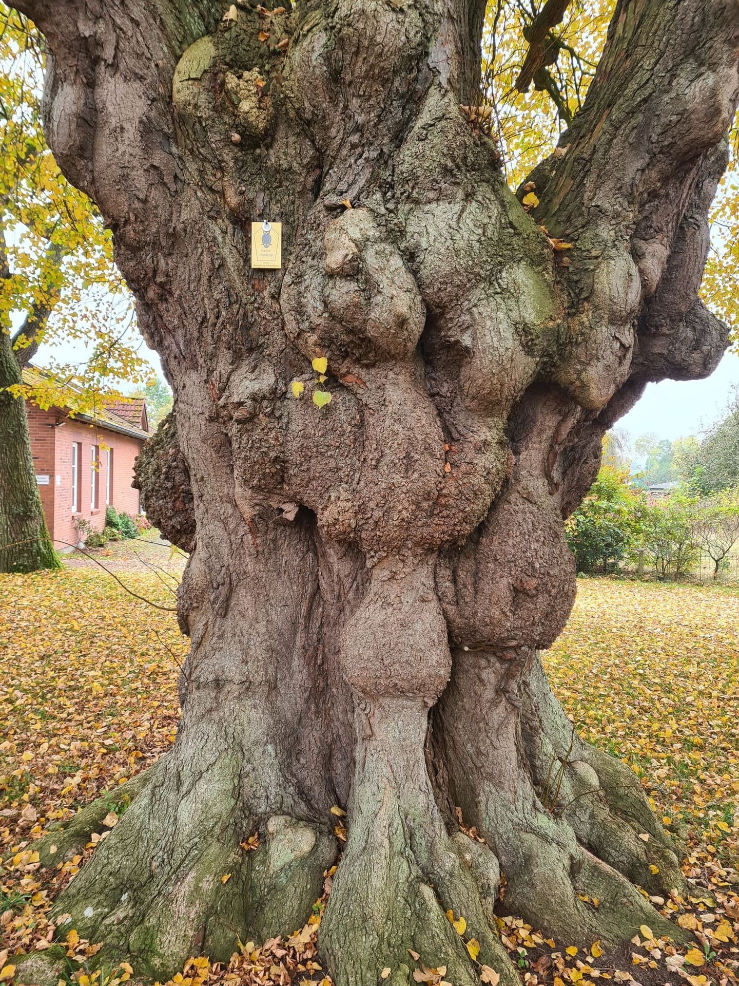 Naturdenkmal Linde, der Stamm in seiner ganzen Schönheit