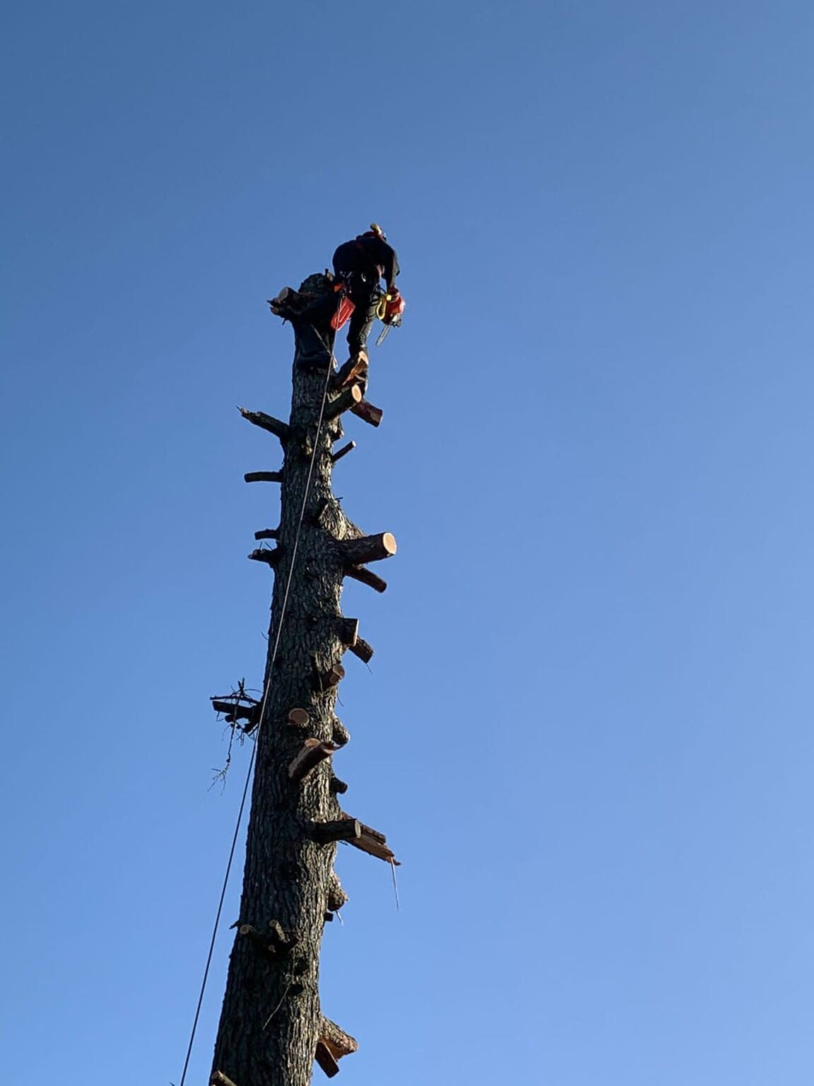 Baumfällung, Baumkletterer beim Baum fällen in Seilklettertechnik
