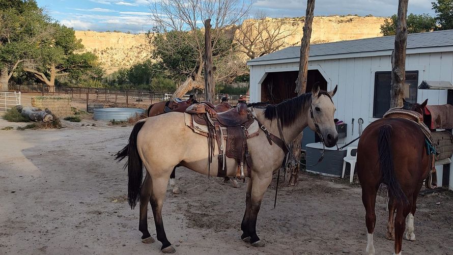 Horses saddled in a dusty corral with a white building and tan hills in the background.