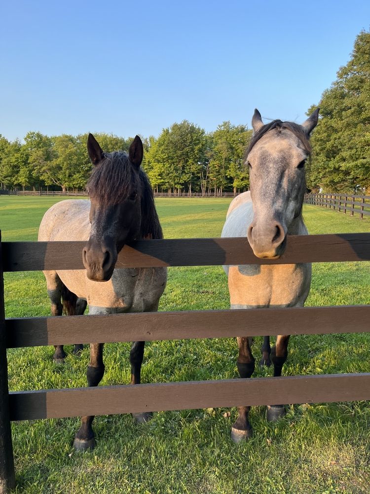 Two horses, one dark-faced and one light-faced, leaning over a wooden fence, gazing forward in a grassy field.