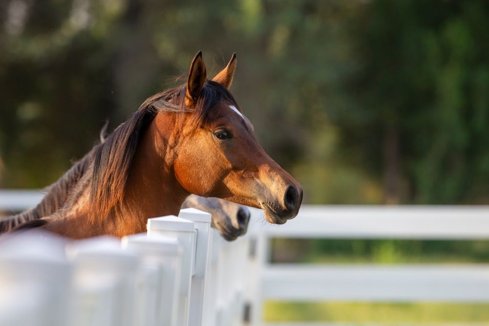 Brown horse head, white fence, forest background.