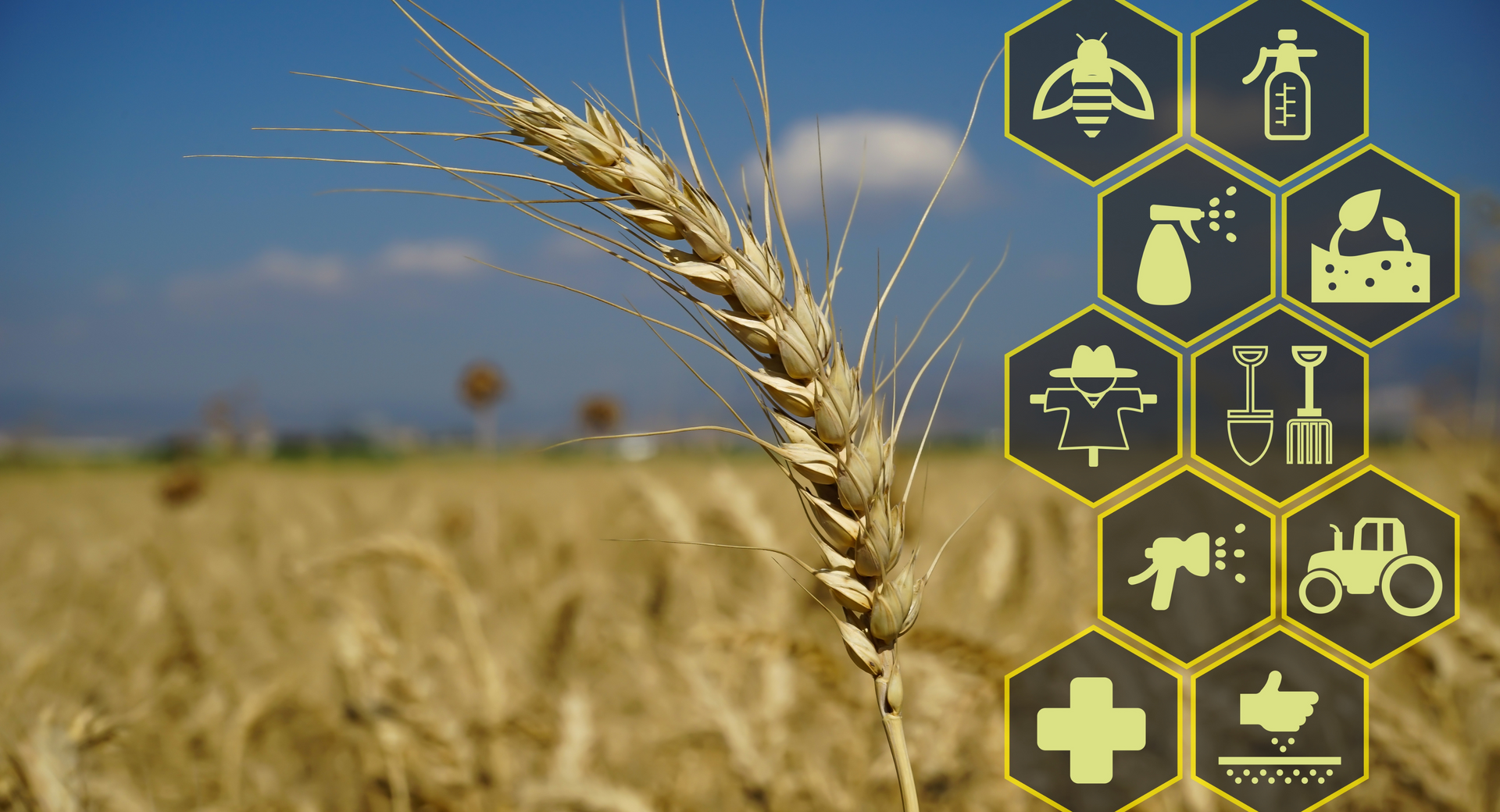 The Rise of Regenerative Agriculture: A Path to Sustainable Farming