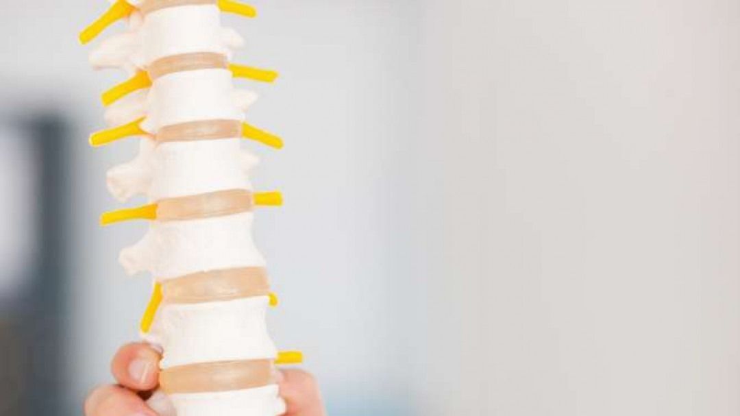 Model of a human spine with yellow nerves, held by a hand, set against a blurred white background.