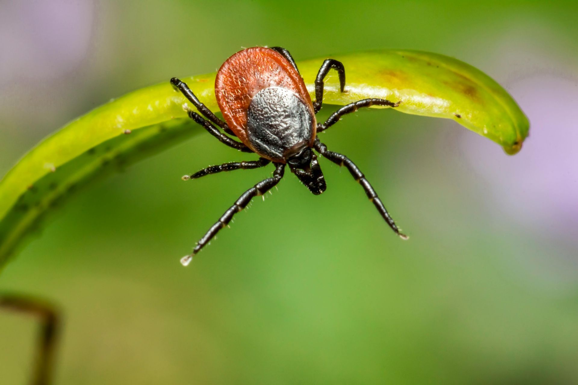 Tick with red and black body crawling on a green leaf. Photo linking Tick services.
