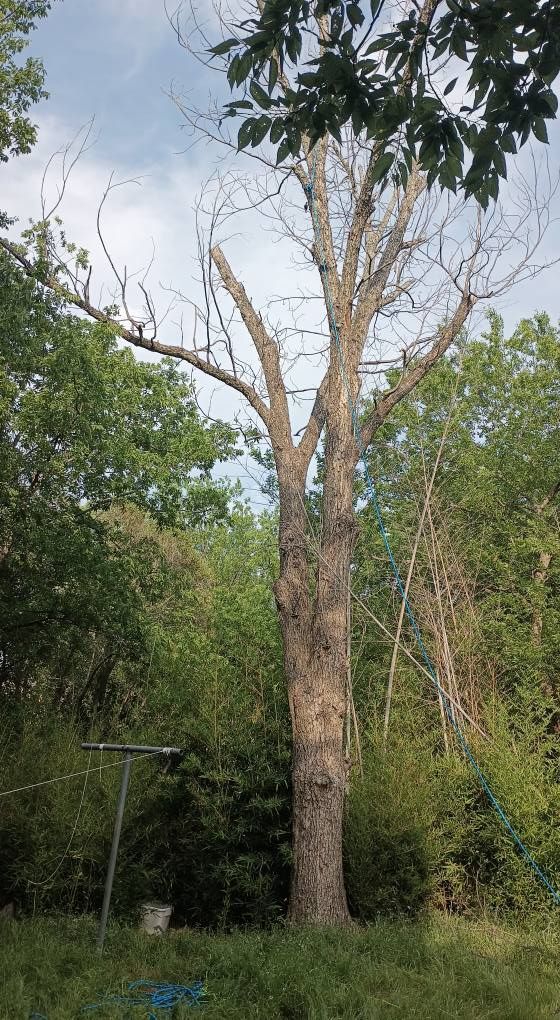 A tree with no leaves is standing in the middle of a forest.