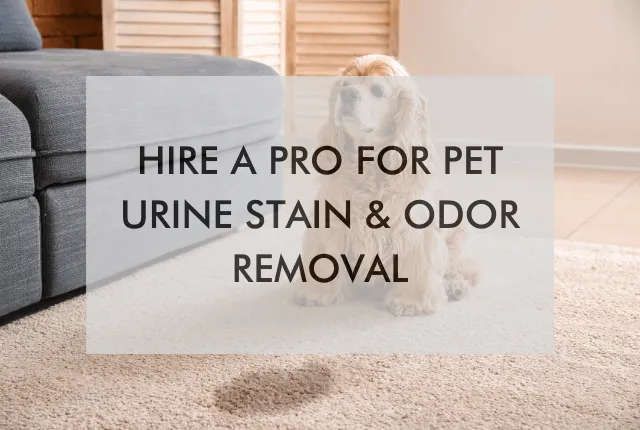 A dog is sitting on a carpet next to a couch behind the words fire a pro for pet urine stain & odor