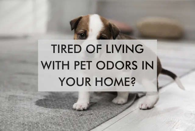 Tired of pet odors? Brown and white puppy on carpet.