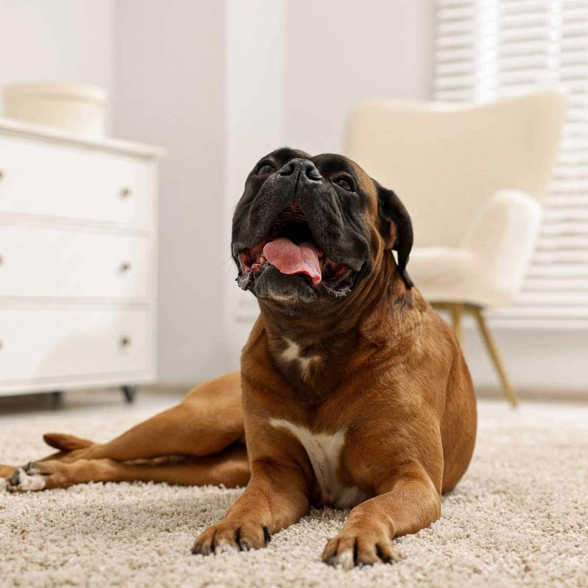 A brown boxer dog lying on a cream-colored carpet, panting with its mouth open. In the background, a white dresser and chair.