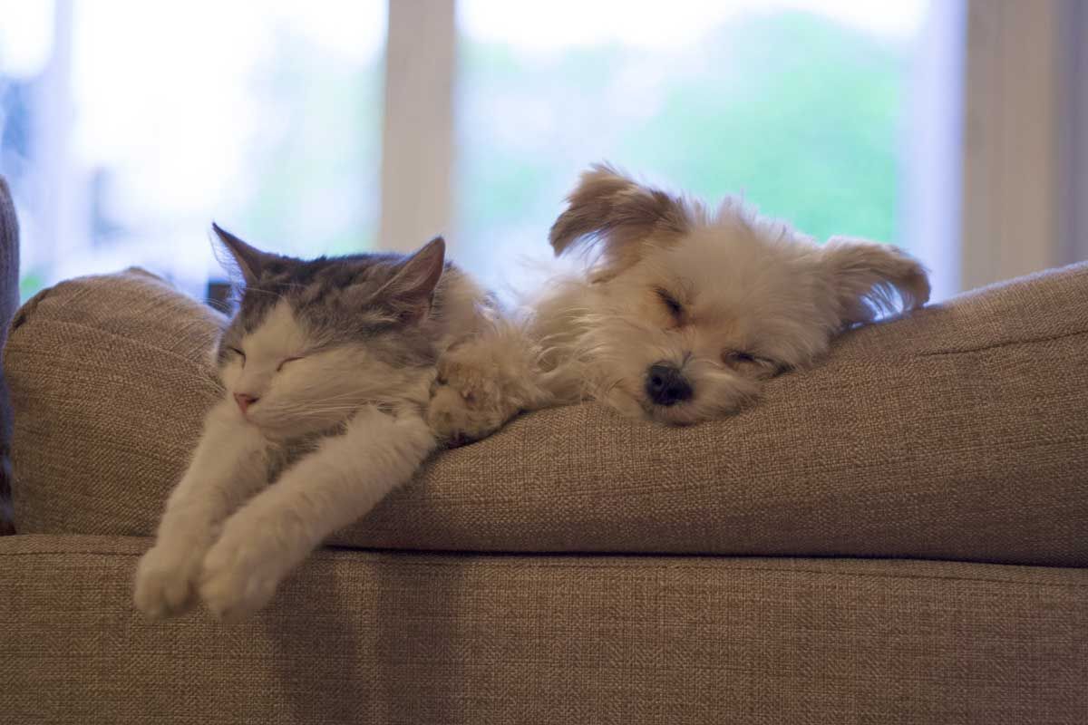 Cat and small dog asleep on a couch together, both with closed eyes. White and gray cat is on the left, dog on the right.