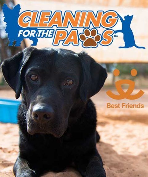 Black Labrador dog lying down with the