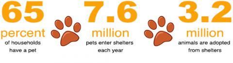 Infographic: 65% of households have pets, 7.6 million pets enter shelters, and 3.2 million animals are adopted.