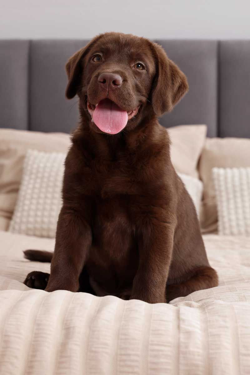 Chocolate Labrador puppy sitting on a bed, looking at the viewer with its tongue out.