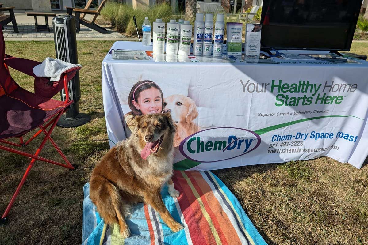 Dog sitting on a towel in front of a Chem-Dry booth.