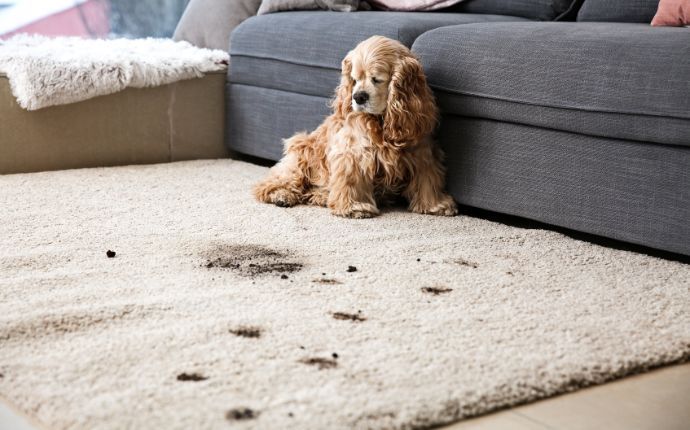 Doog'sirty trails on a carpet
