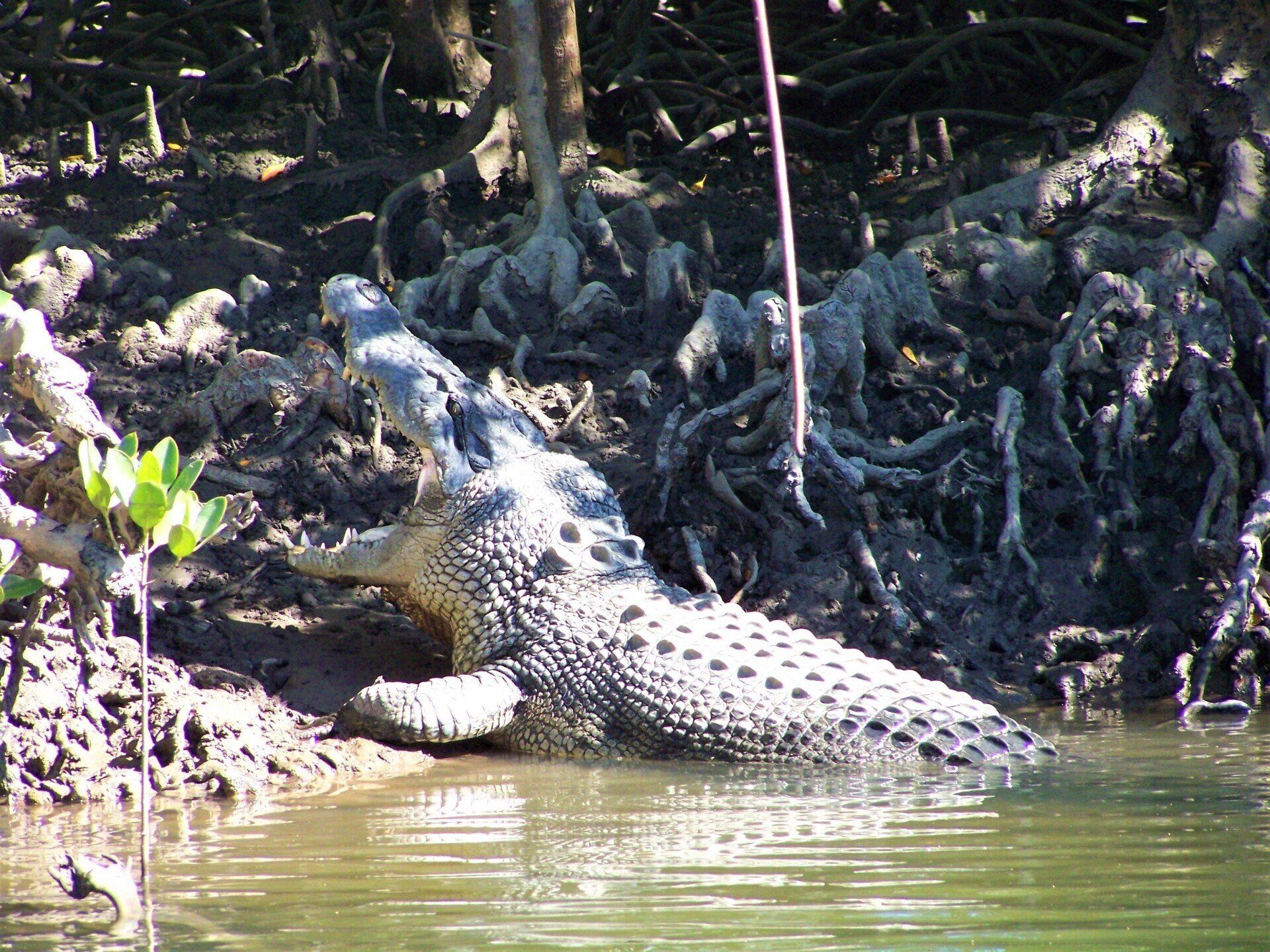 Croc wise in Queensland
