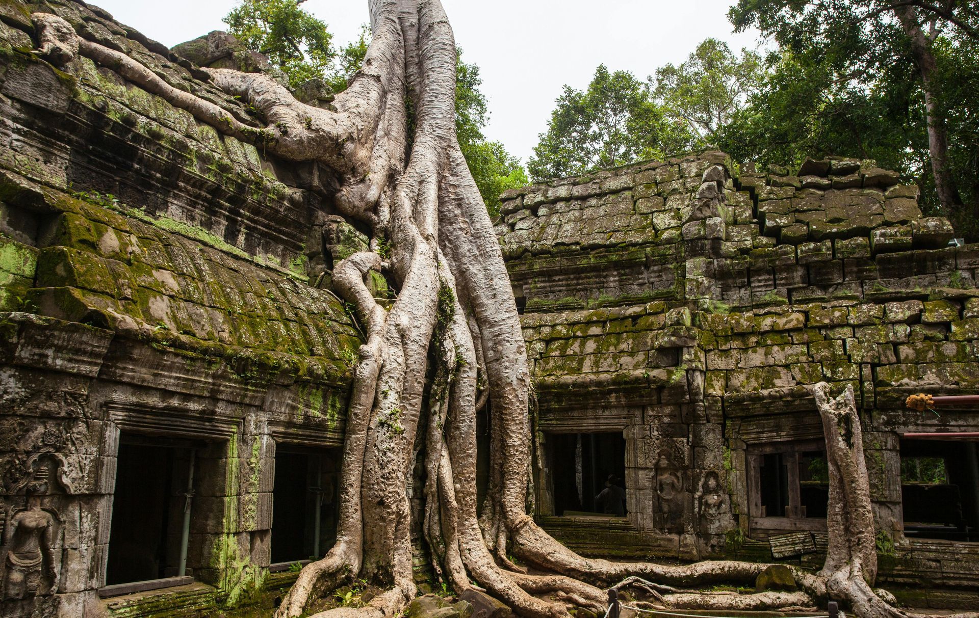 A large tree is growing on the side of a brick building.