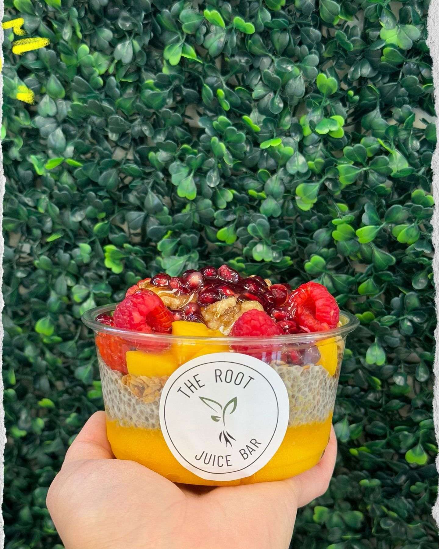 A hand holds a clear cup of layered mango puree and chia pudding, topped with fresh raspberries, walnuts, and pomegranate.