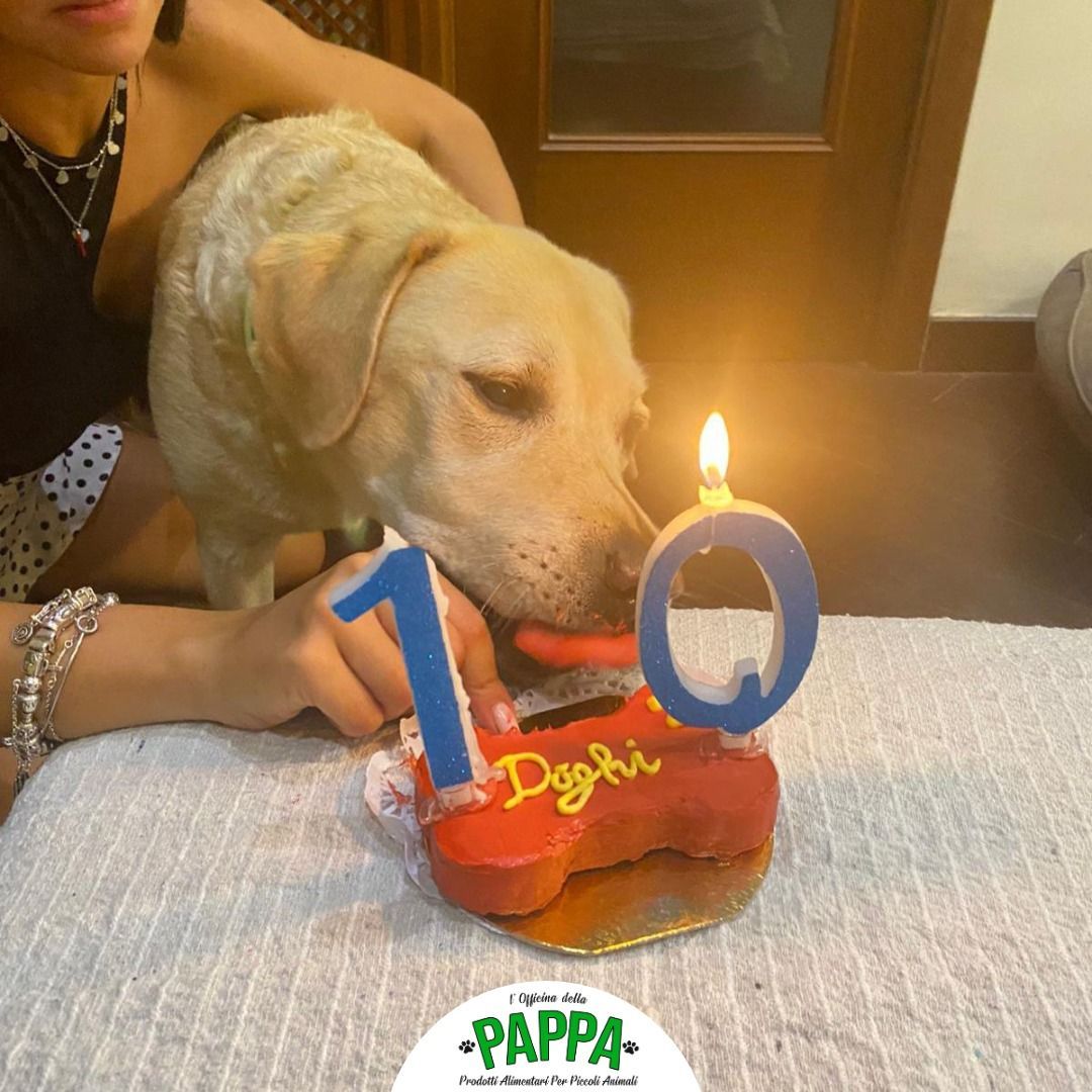 Labrador che mangia una torta di compleanno con una candela accesa con il numero 