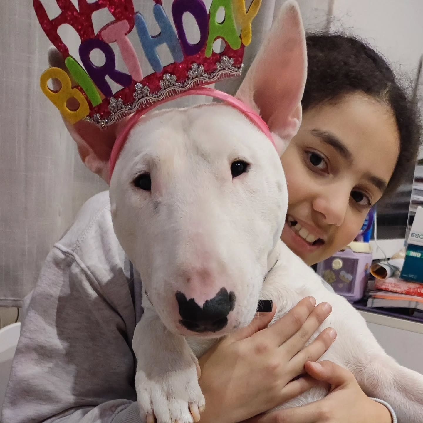 Bambina che abbraccia un bull terrier bianco con in testa una fascia con la scritta 