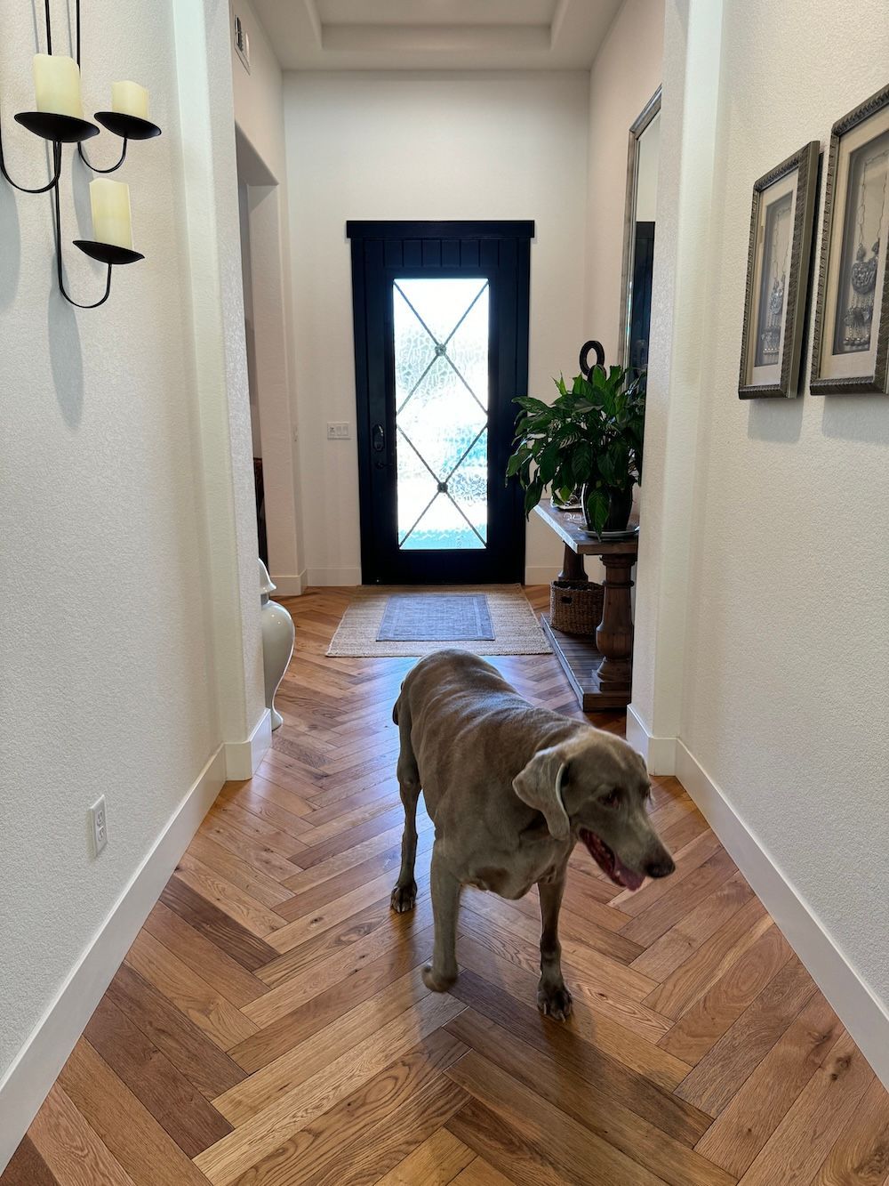 A dog is standing in a hallway next to a door.