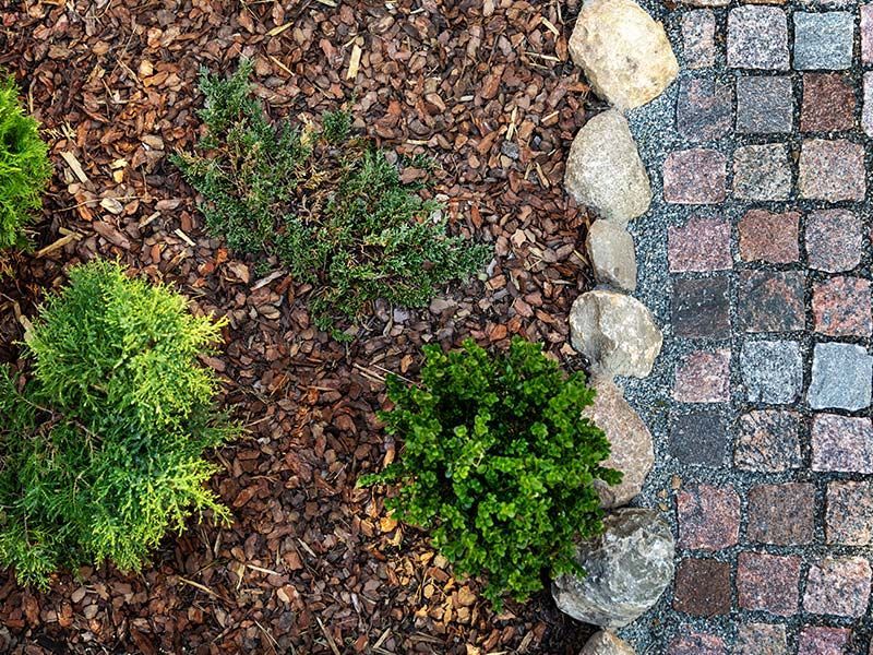 A corner of a garden with rocks , mulch and plants.