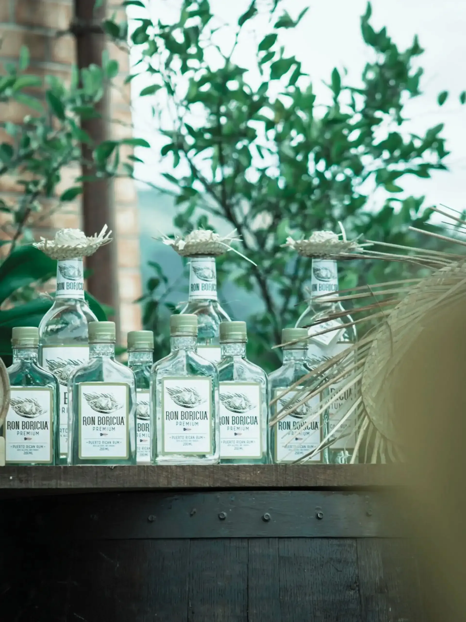 A black and white photo of a sugar cane field.
