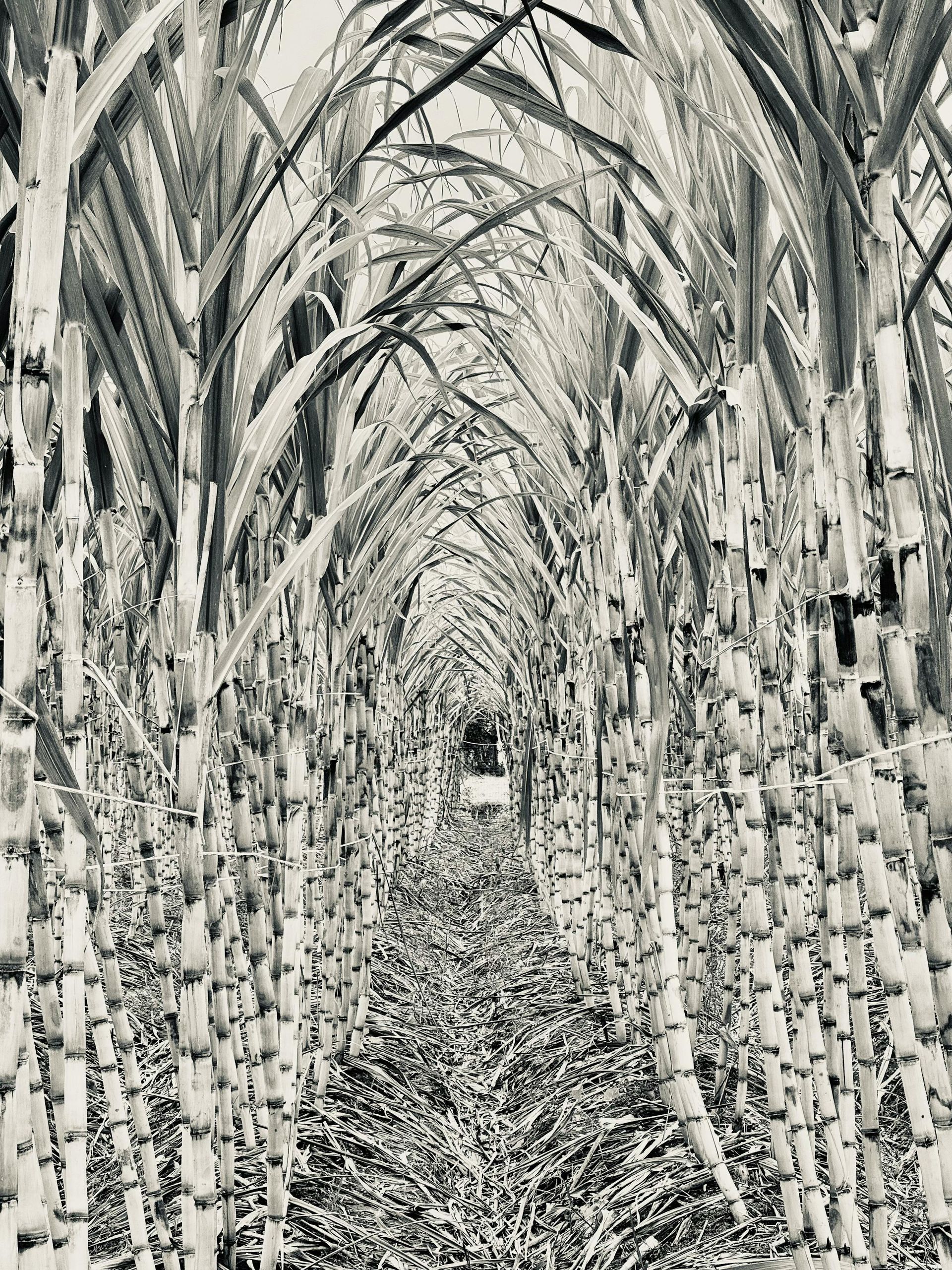 A black and white photo of a sugar cane field.
