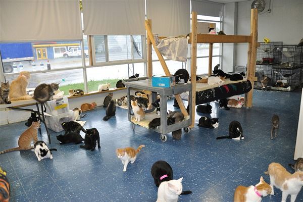 Person wearing blue gloves holding spray bottles, with a yellow cloth and bucket on a surface.
