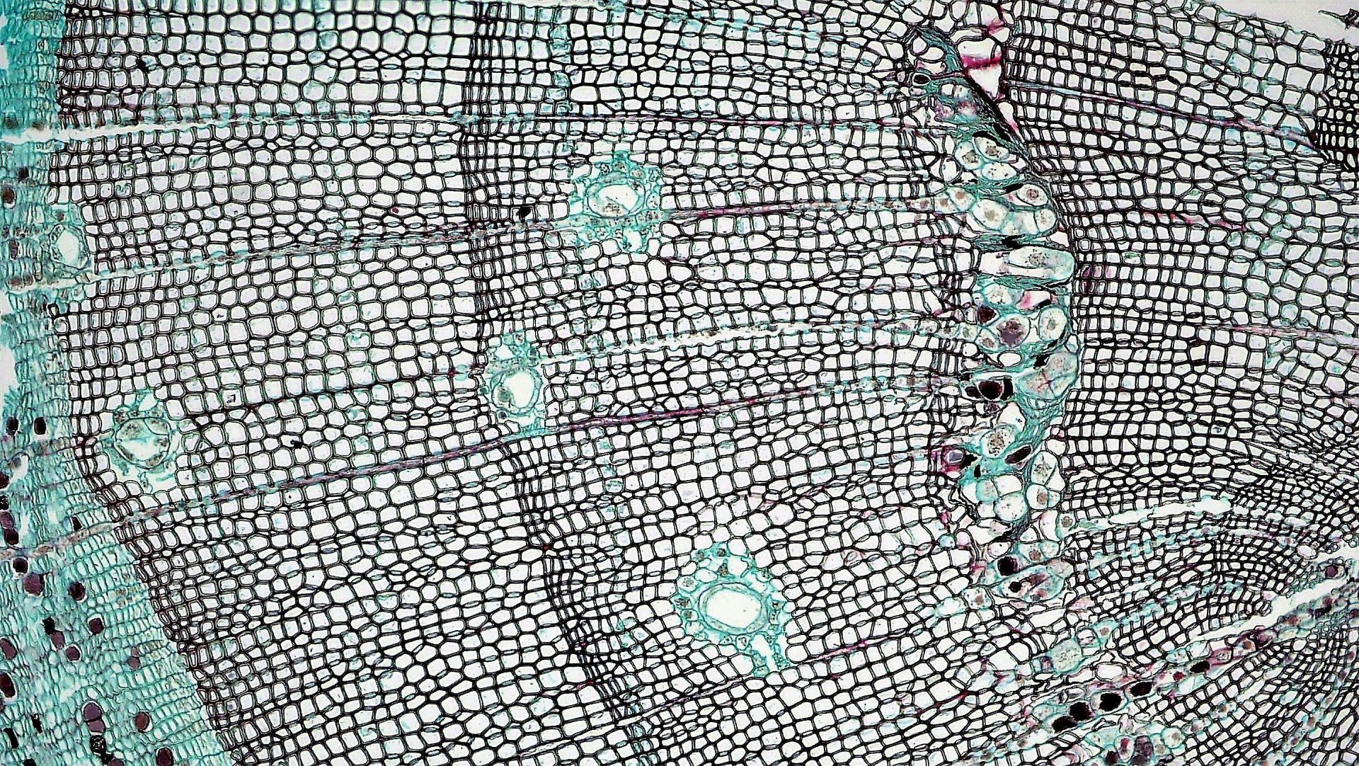 Microscopic view of tree wood cells, showing concentric rings and cell structures, in grayscale and blue.