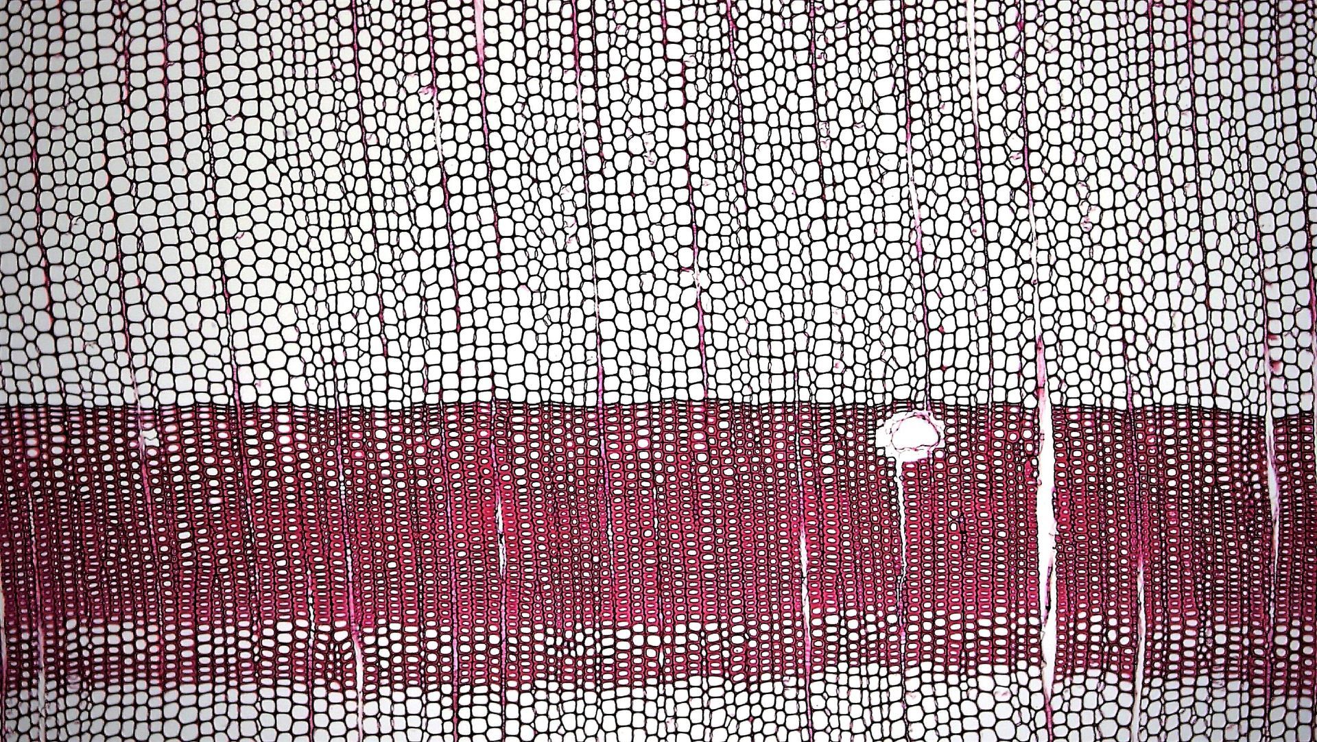 Microscopic view of wood, showing a layer of red-stained cells and surrounding white cells.