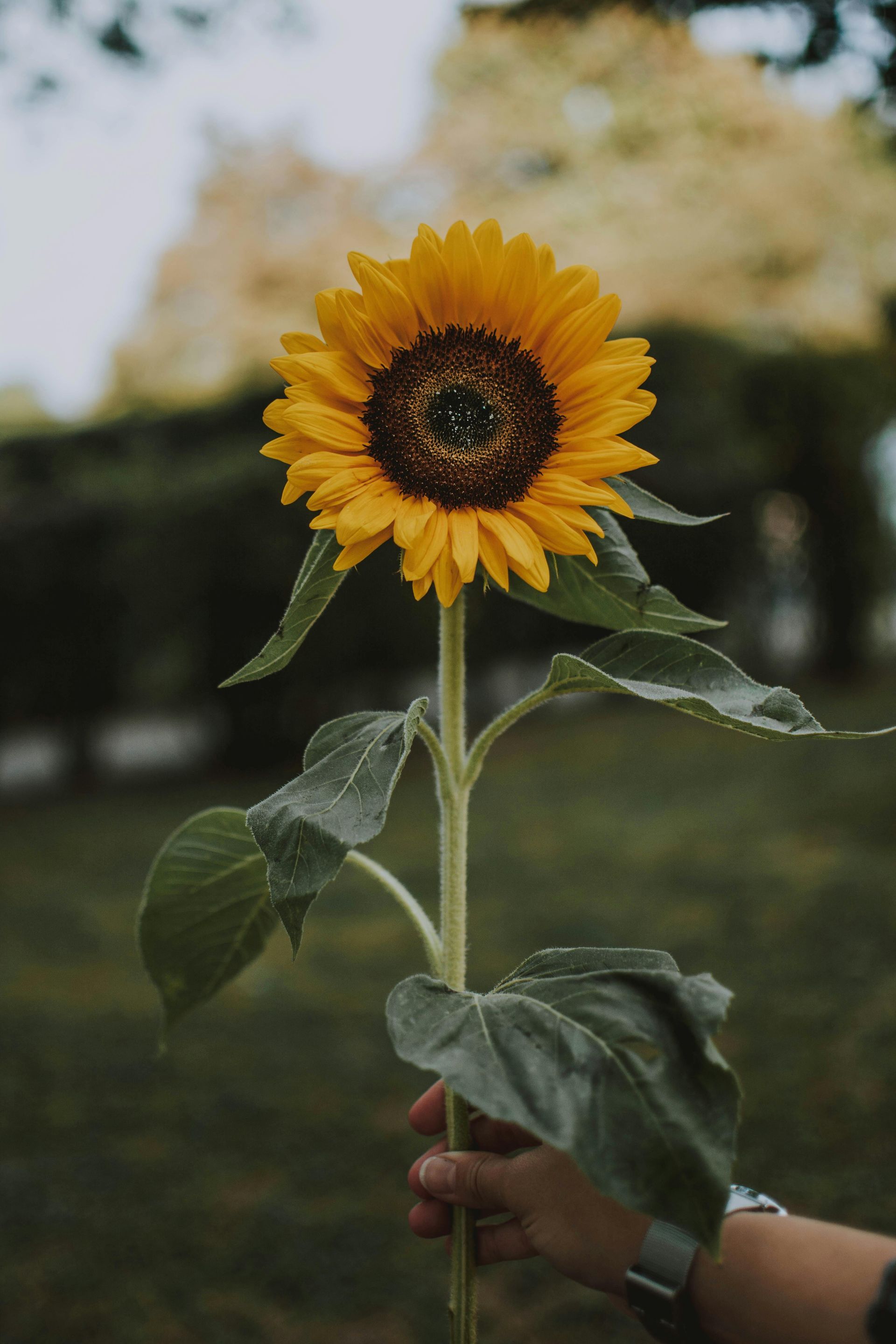 Hand holding a tall sunflower with bright yellow petals, against a blurred green background.