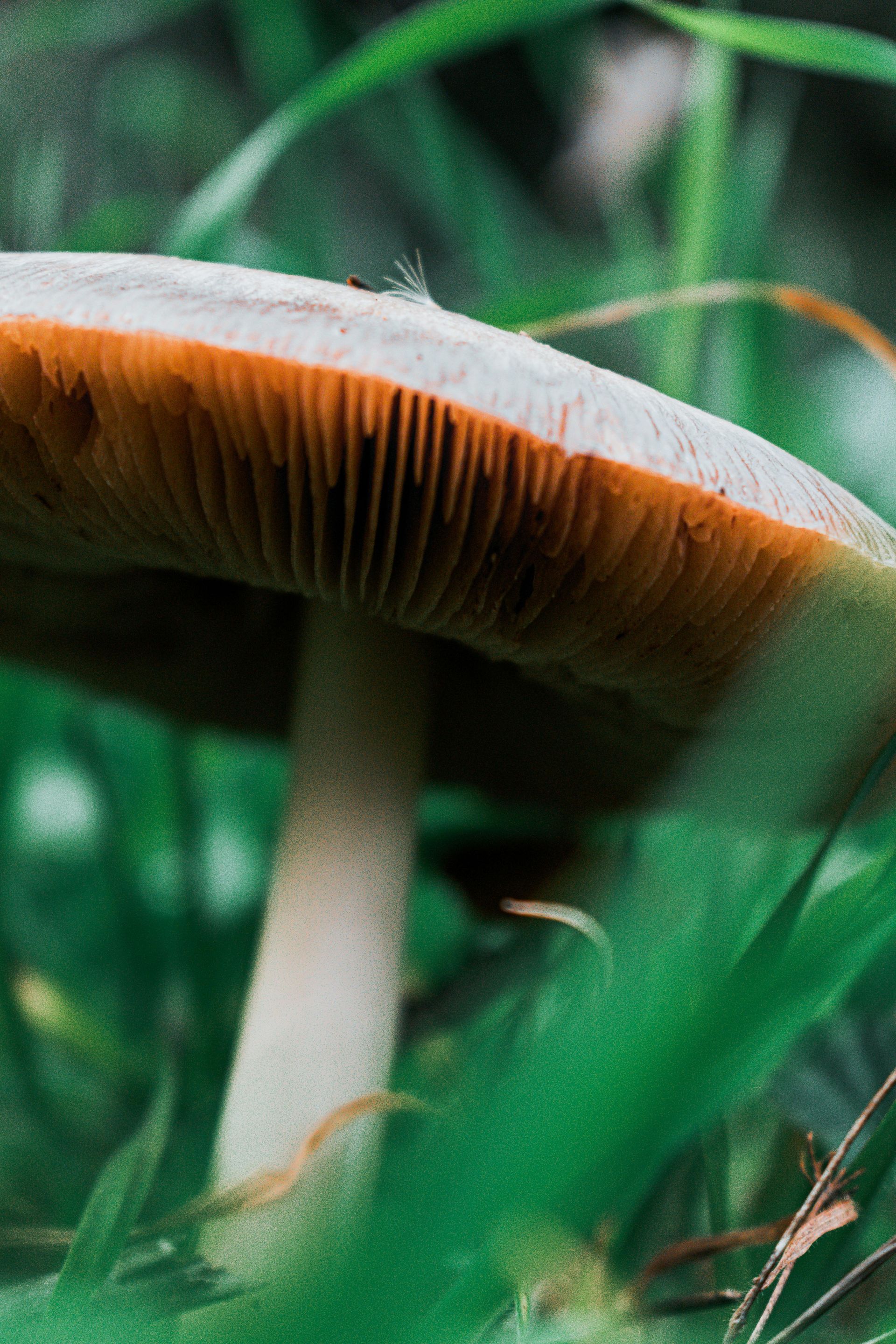 Brown-gilled mushroom with white stem, set in green grass.