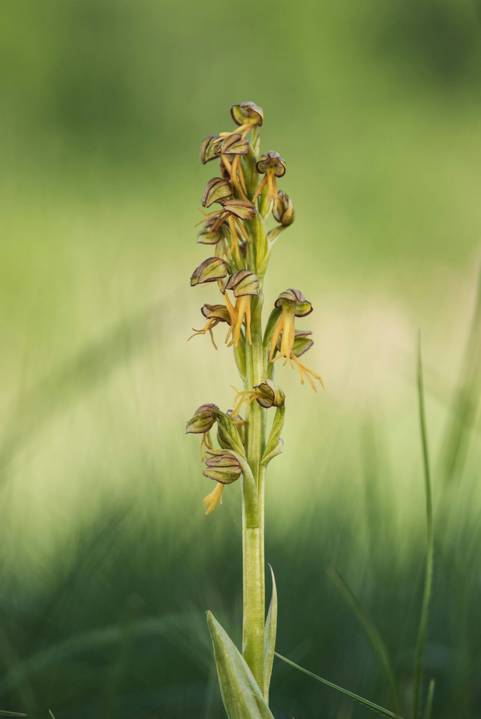 Green-veined orchid, tall stem with multiple small brown and green flowers, in a grassy field.