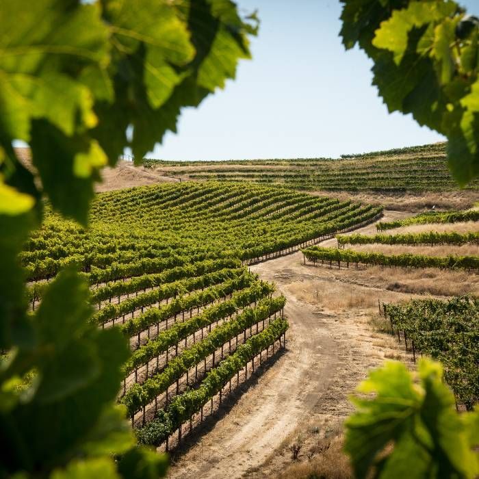 Aziende agricole e vitivinicole in vendita