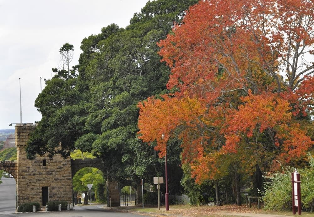 A Tree with Red Leaves Is in Front of A Stone Building — Parkes Machinery Services PTY LTD in Cowra, NSW