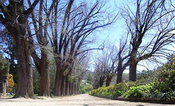 Elm Walk In Albury Botanical Garden — Custom Blinds in Albury, NSW