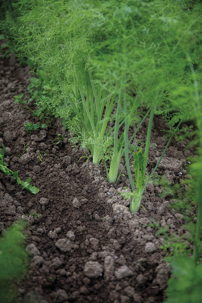 college_culinaire_de_france_chez_eric_roy_champs