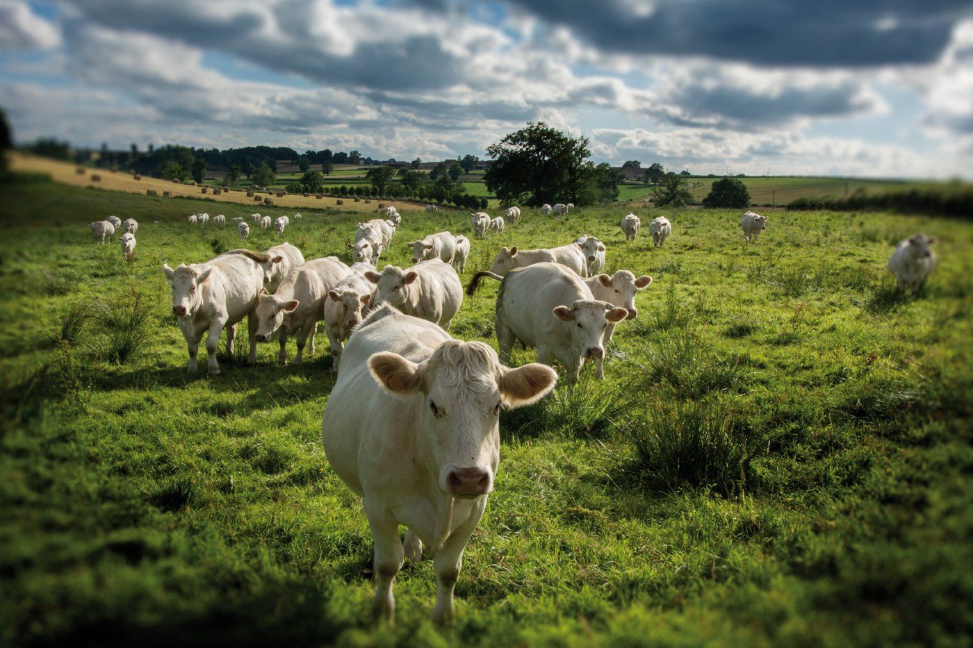Reportage photos chez des éleveurs bio Unébio