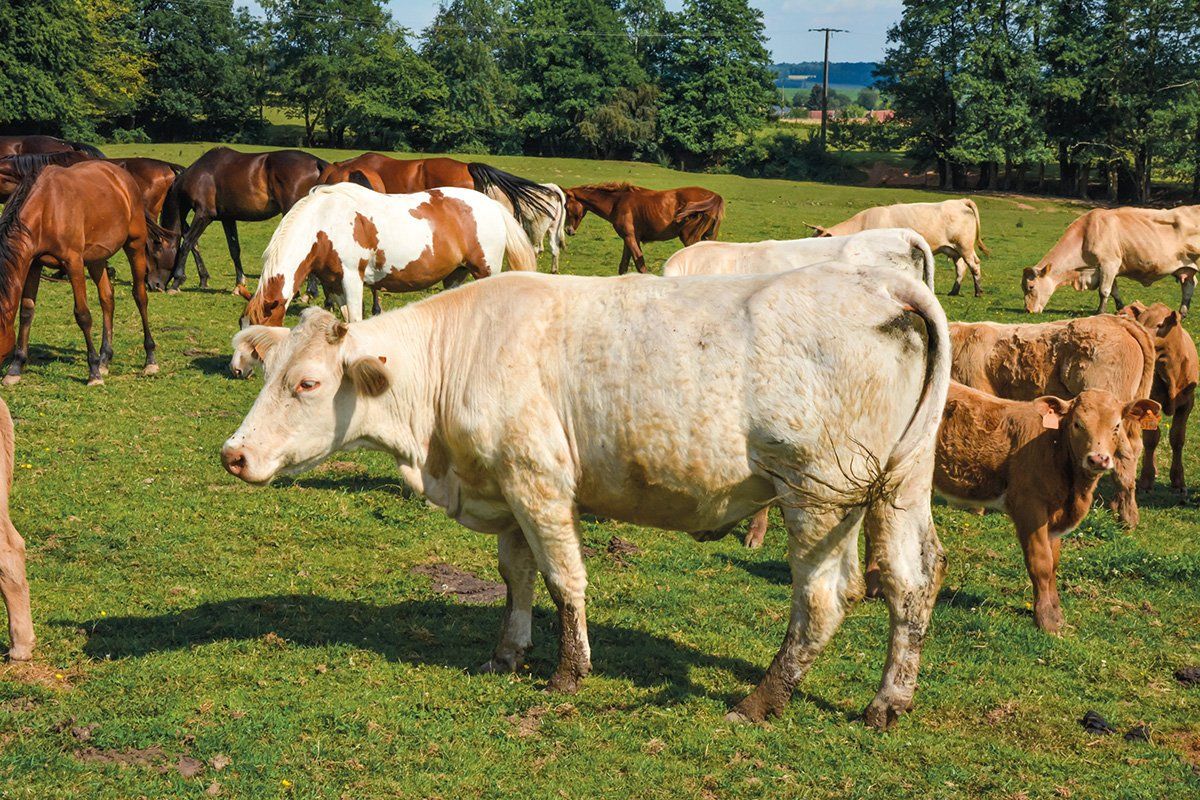 Reportage photo chez des éleveurs bio unebio - troupeau Marie-Laure Mathieu