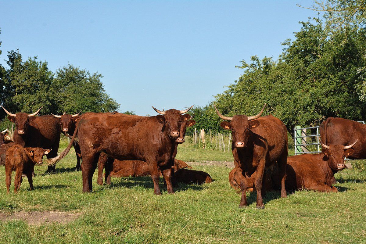 Reportage photo chez des éleveurs bio unebio - troupeau Nathalie Rechenmann