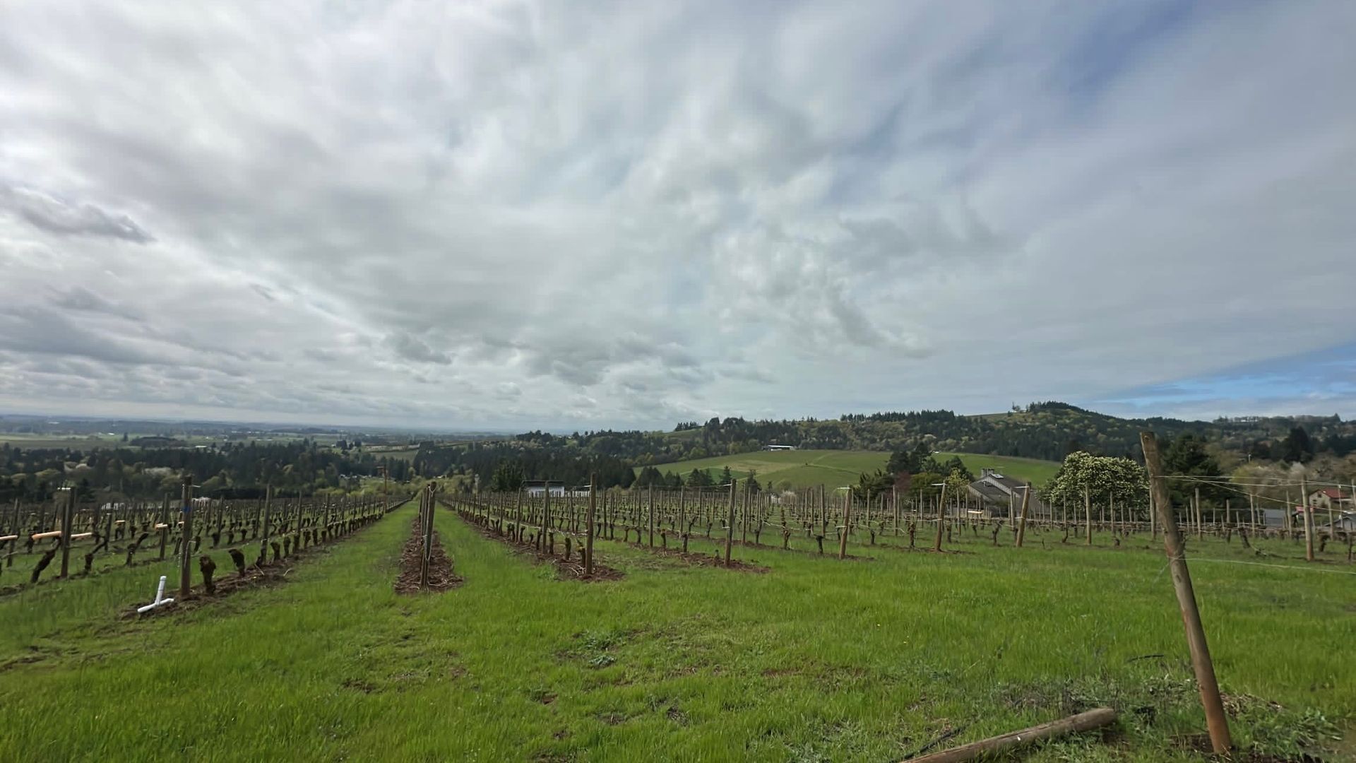 A group of friends enjoying wine tasting at a scenic Oregon vineyard during a private tour in a luxury van.